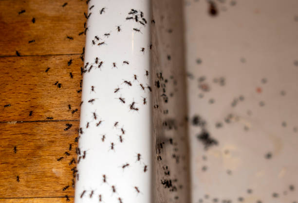 Spider Control Near Me in Hudson, IA