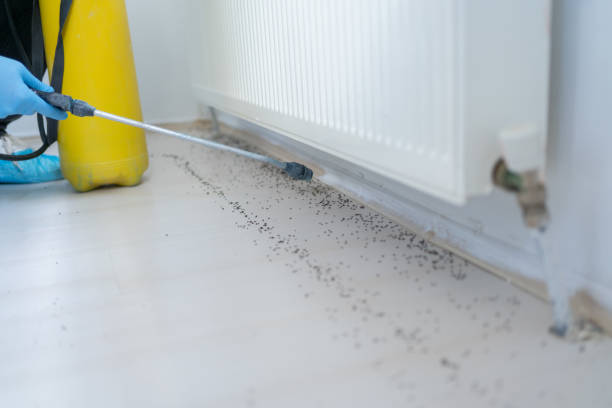 Flea Control Services in Hudson, IA